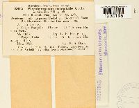 Peridermium orientale image