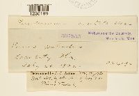 Peridermium orientale image