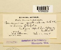 Media resource of Peridermium guatemalense