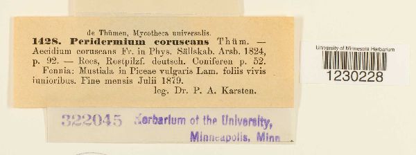 Peridermium coruscans image