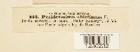 Peridermium abietinum image