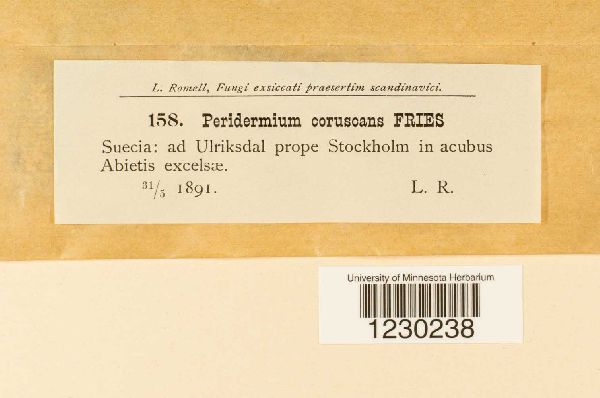 Peridermium corruscans image