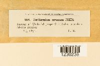 Media resource of Peridermium corruscans