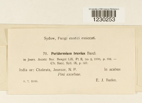 Peridermium brevius image