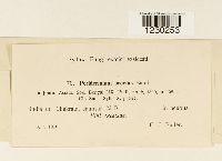 Media resource of Peridermium brevius