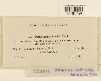 Peridermium brevius image