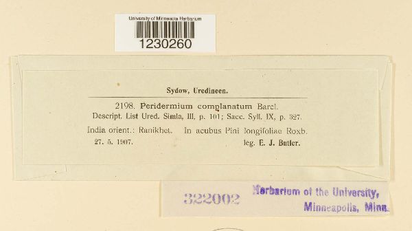 Peridermium complanatum image