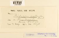 Peridermium complanatum image