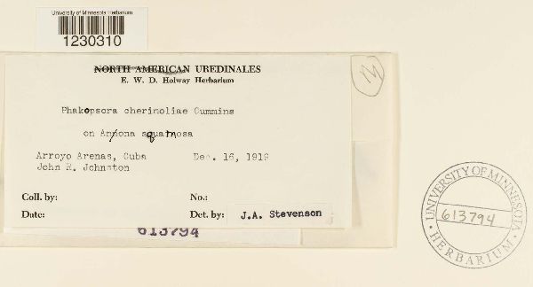 Phakopsora cherimoliae image