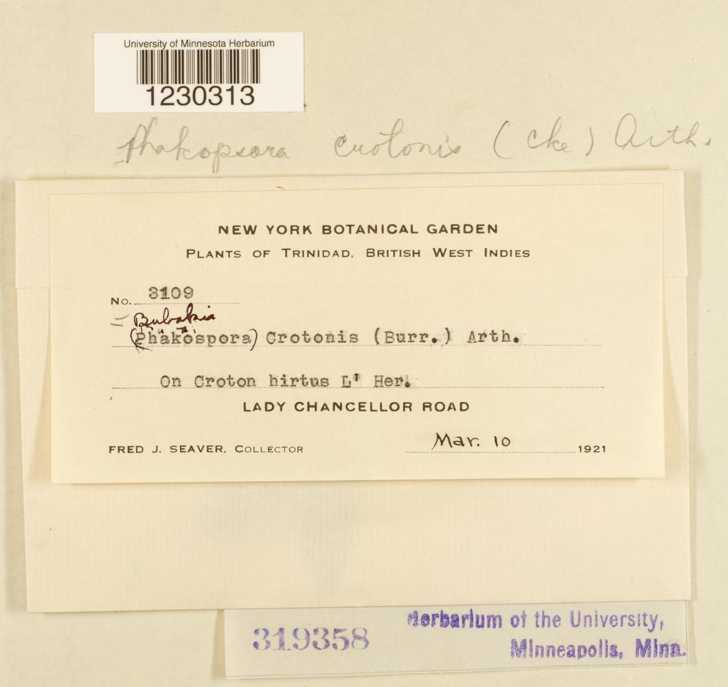 Phakopsoraceae image