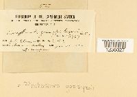 Phakopsora gossypii image