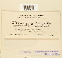 Phakopsora gossypii image