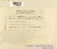 Phakopsora gossypii image