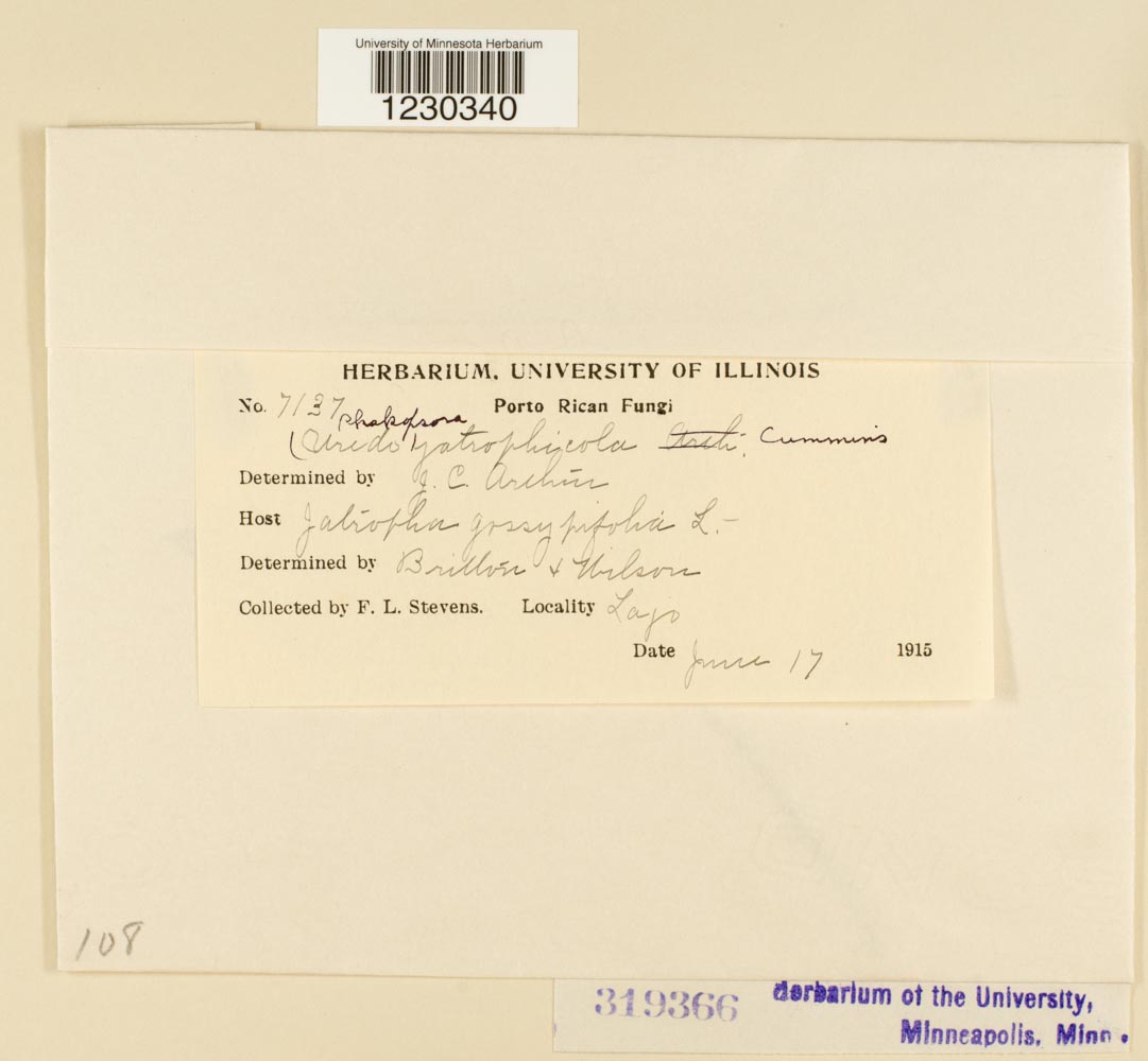 Phakopsora arthuriana image