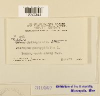 Phakopsora arthuriana image