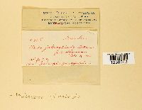 Phakopsora arthuriana image