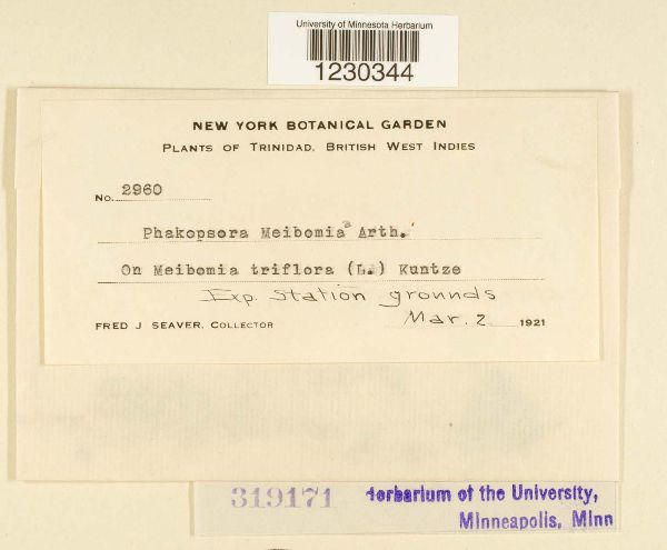 Phakopsora meibomiae image