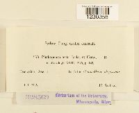 Phakopsora tecta image