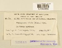 Phakopsora vitis image