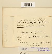 Phakopsora gossypii image