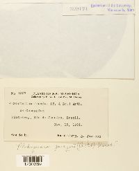 Phakopsora gossypii image