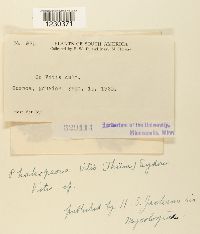 Phakopsora vitis image