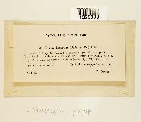 Phakopsora gossypii image