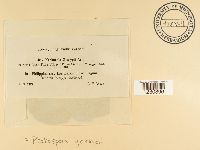 Phakopsora gossypii image