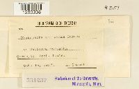 Phakopsora meliosmae image