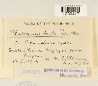 Phakopsora tecta image