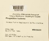Phragmidium fusiforme image