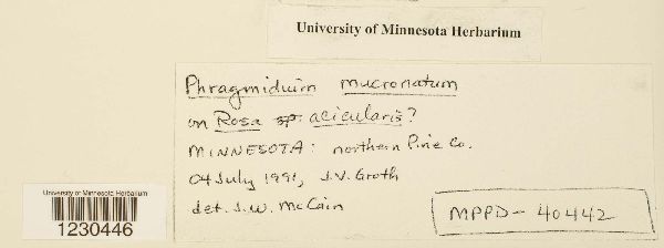 Phragmidium mucronatum image