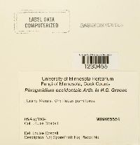 Phragmidium occidentale image