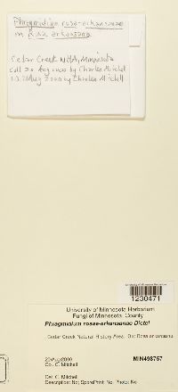 Phragmidium rosae-arkansanae image