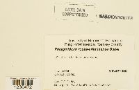 Phragmidium rosae-arkansanae image