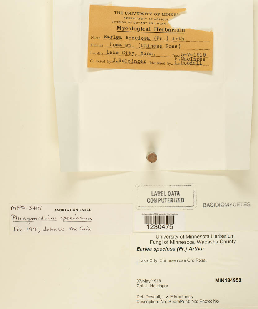 Phragmidium speciosum image