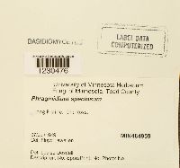 Phragmidium speciosum image