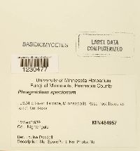 Phragmidium speciosum image