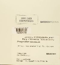 Phragmidium speciosum image