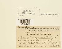 Phragmidium speciosum image