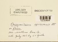 Phragmidium speciosum image