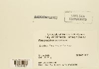 Phragmidium speciosum image