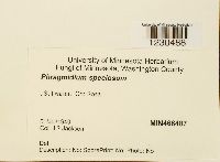 Phragmidium speciosum image