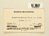 Phragmidium americanum image