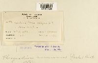 Phragmidium americanum image