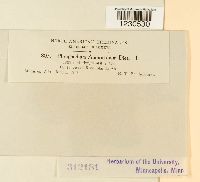 Phragmidium americanum image