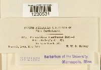 Phragmidium americanum image