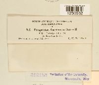 Phragmidium americanum image