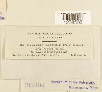 Phragmidium americanum image