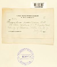 Phragmidium americanum image